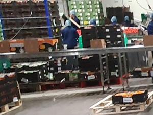 Checking Supplier code of Conduct for El Salvador Fruit